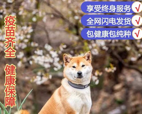 赤色秋田（揭开秋天里那片赤红的神秘面纱）