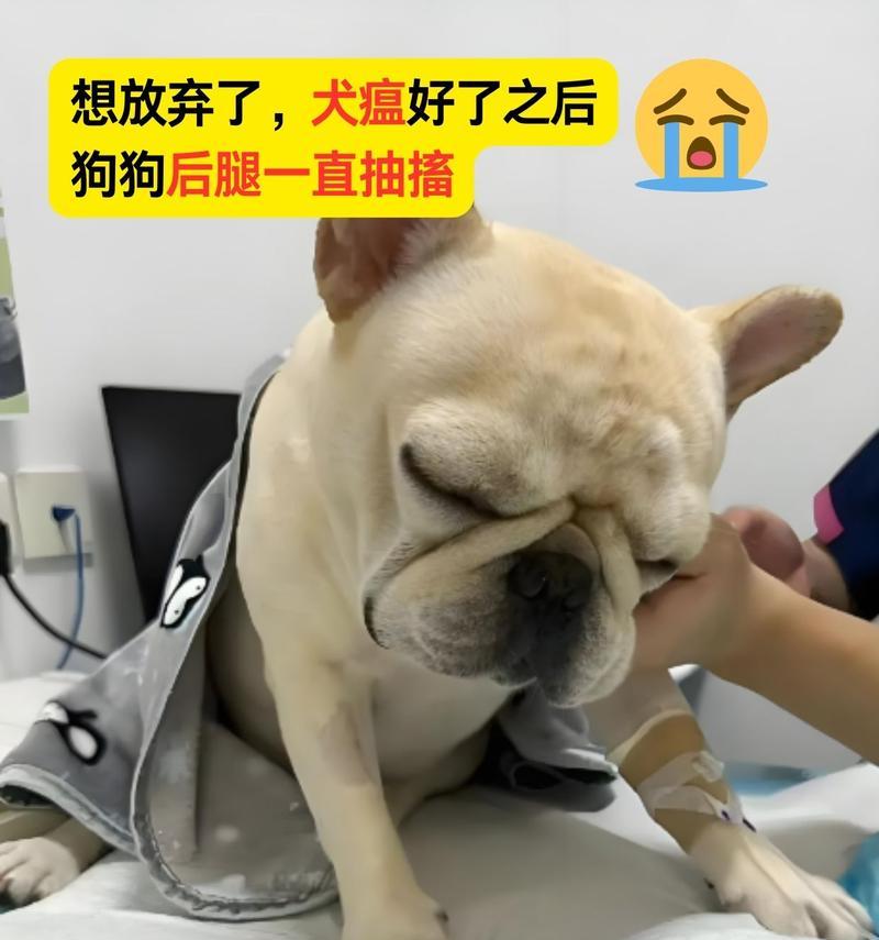 探究狗狗为什么后腿一直抖（了解狗狗后腿抖动的原因及应对方法）