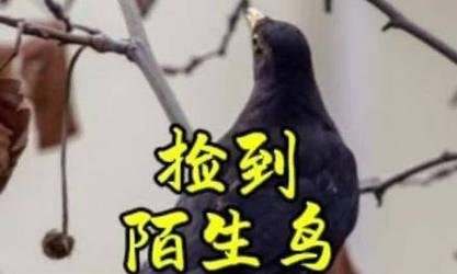 以什么手养鸟认路（探索小鸟感知世界的奥秘）