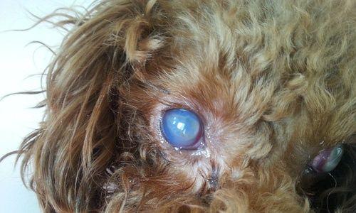 狗高烧症状及应对措施（了解狗高烧的迹象，保护它们的健康）