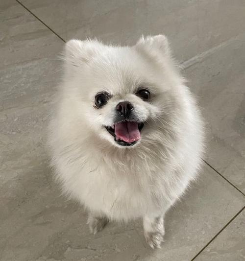 为什么狗会长两排牙？（揭秘狗类牙齿的特殊结构及功能）