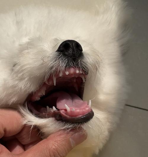 比熊犬的牙齿更替过程（什么时候是比熊犬换牙的关键期？如何帮助比熊犬顺利换牙？）