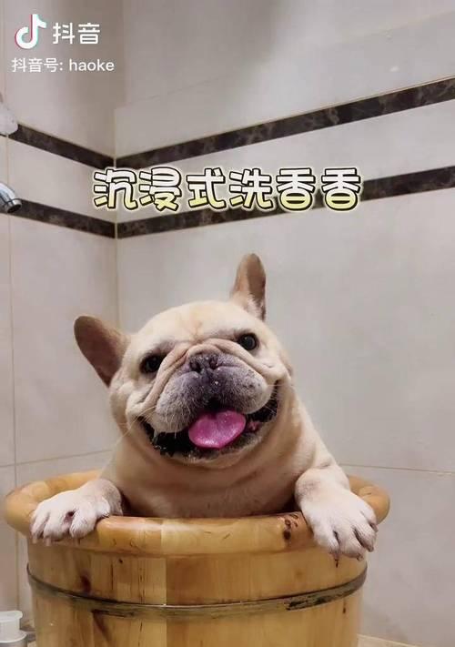选择适合斗牛犬的洗澡液，让它的皮肤更健康（探究斗牛犬洗澡液的选择原则及）