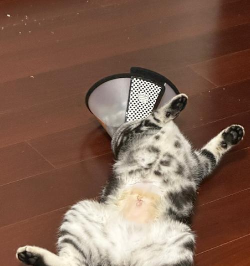 猫咪绝育的方法选择（选择合适的方法为猫咪绝育提供安全保障）