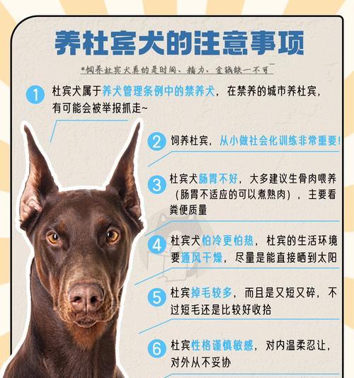 小型杜宾狗的优点大揭秘（聪明、勇敢、适应性强——小型杜宾狗的特质与优势）