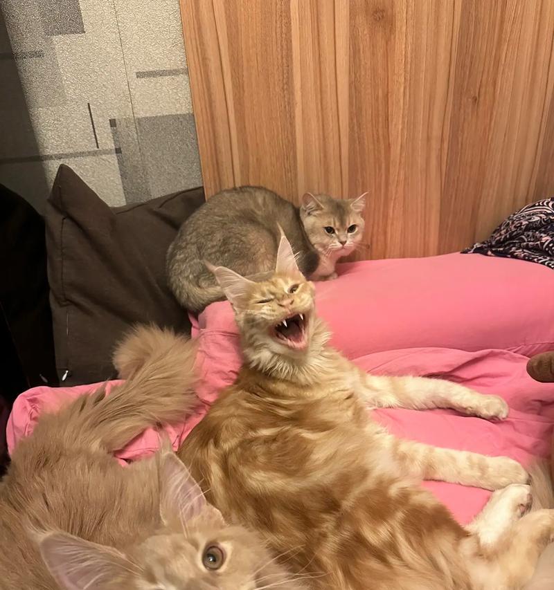 母猫需摄取哪些奶源（为幼崽提供充足的营养）