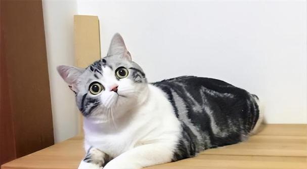 英短与美短（区分英国短毛猫和美国短毛猫的特点与习性）