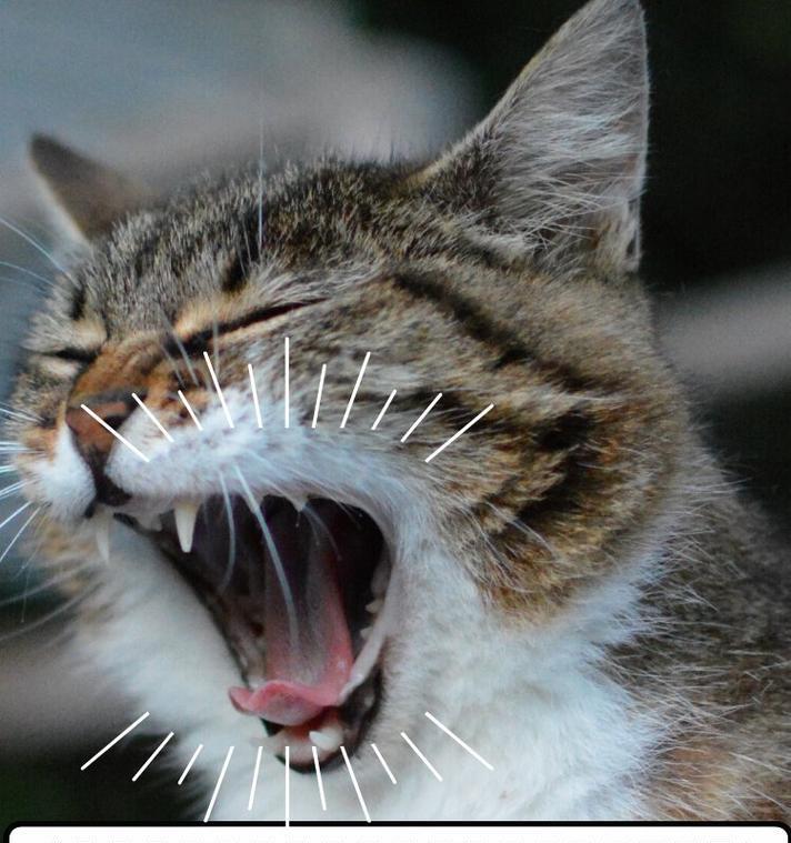 猫猫流口水的原因及解决方法（揭秘猫猫流口水的神秘原因以及如何解决这个问题）