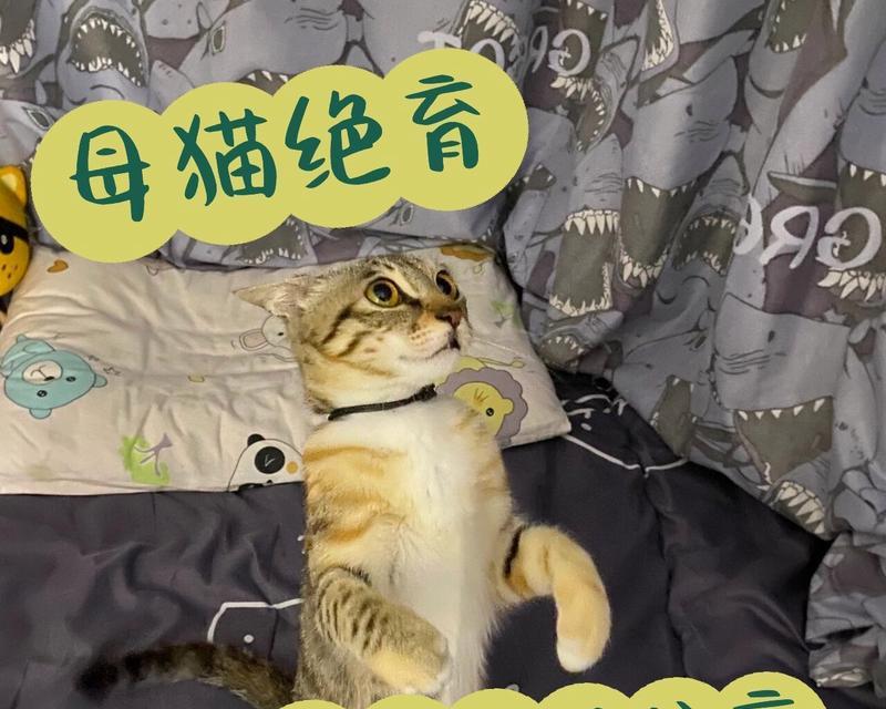 母猫绝育的最佳时间与好处（选择合适的时机保护母猫健康和福祉）