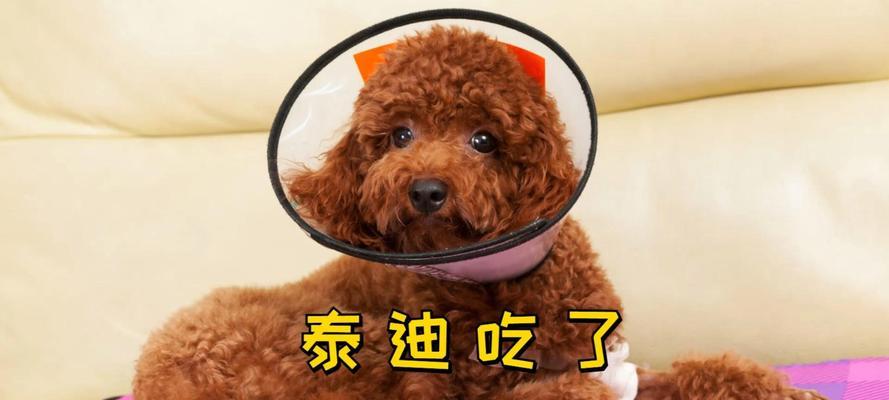 小狗的饮食乐趣（探寻小狗最爱吃的美食）