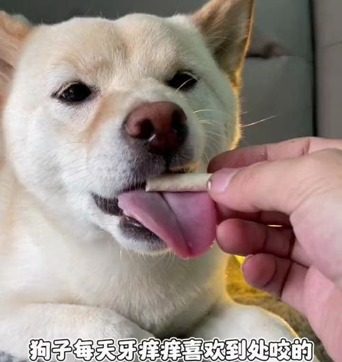 狗狗乱咬东西的原因及应对方法（了解乱咬行为背后的原因，教你如何正确处理）