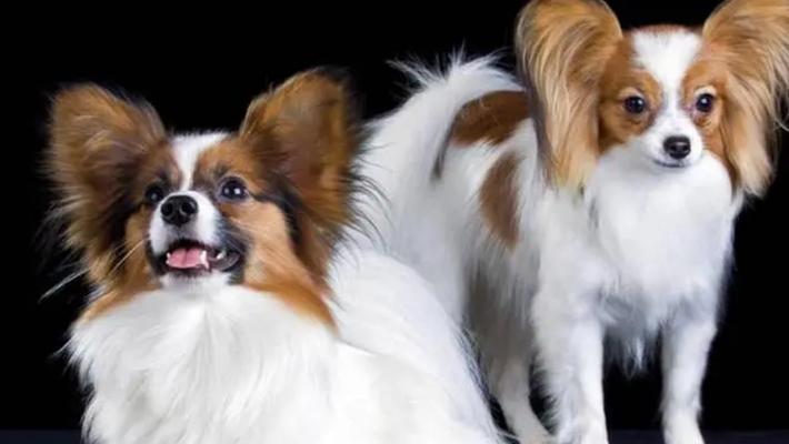 蝴蝶犬的狗粮选择（细心研究后为您推荐最佳品牌）