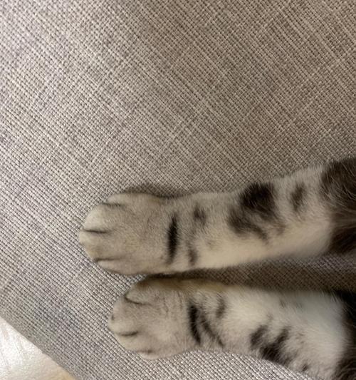 为什么猫腿不能摸？（探讨猫腿摸不得的原因及注意事项）