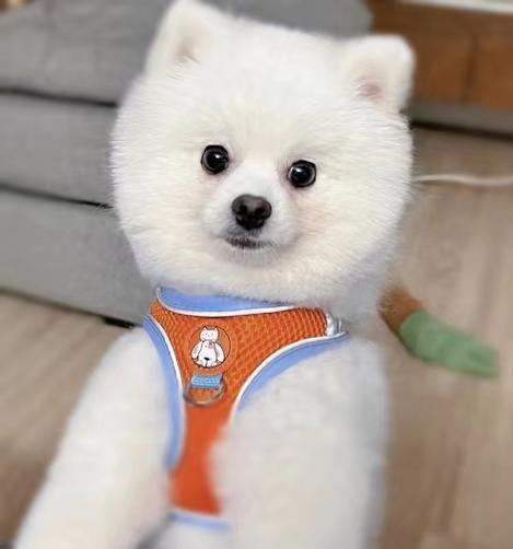 才抱回家的狗狗为什么会一直哼？（探究新家里狗狗不停哼唧的原因以及解决办法）