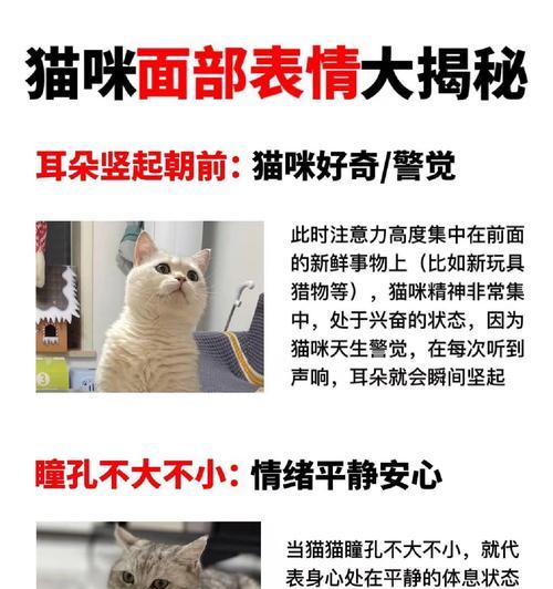 猫咪胡须的神奇之处（探秘猫咪胡须的功能和意义）