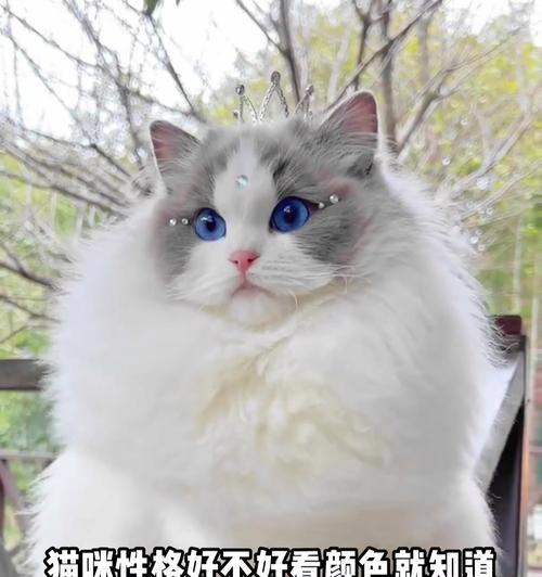 猫咪毛色的魅力（解读猫咪毛色背后的秘密，了解不同毛色的猫咪特点和喂养要求）