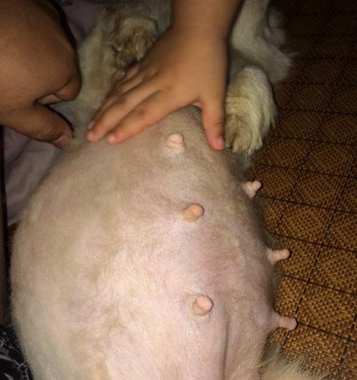 小狗怀孕周期与繁殖的关键信息（了解小狗的生殖周期，为繁衍后代做好准备）