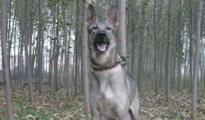 揭秘以狼青犬为什么那么大的原因（探究狼青犬的基因、繁殖和饮食等因素对其体型的影响）
