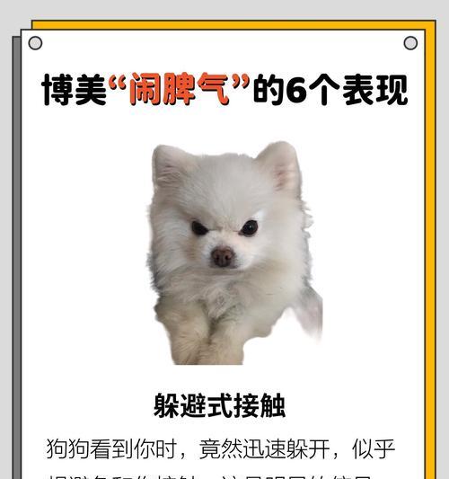 博美犬的思维世界（了解博美犬思维过程，探索它们内心的世界）