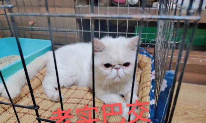小猫1岁开始老咬我，该如何应对？（探讨小猫老咬行为背后的原因，提供针对性的解决方案）