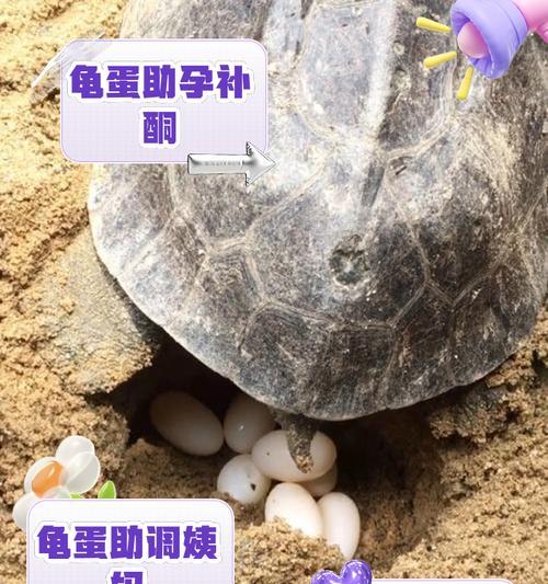 乌龟的营养需求及补充方法（了解乌龟的饮食要求，让它们保持健康快乐的生活）