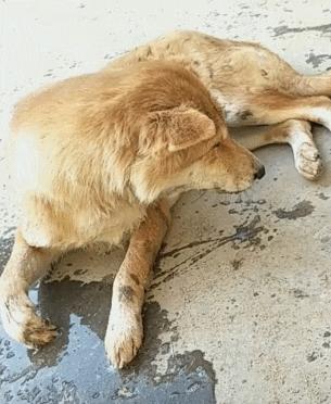 小狗为什么喝水会呕吐？（探索小狗喝水后呕吐的原因及解决办法）