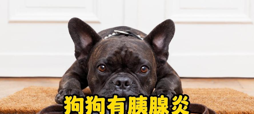 狗狗的胰腺炎（了解胰腺炎对于保护狗狗健康至关重要）
