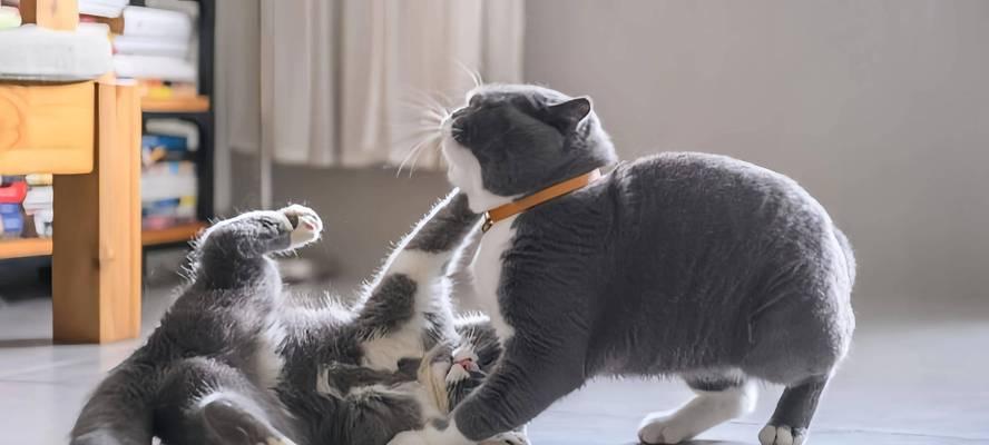 猫尿与猫砂（为你的猫咪提供干净卫生的生活环境）