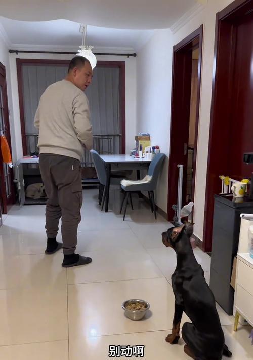 如何训练拉布拉多犬成为理想的伴侣犬（掌握正确的训练方法，培养拉布拉多犬的优秀品质）
