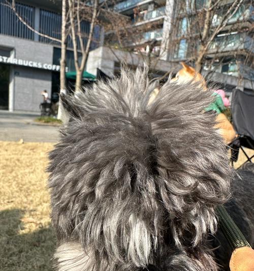 杭州适合养的狗品种有哪些？（选择宠物狗，让你的家更温馨）