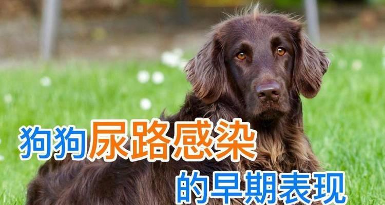 狗狗尿路感染（了解狗狗尿路感染的常见症状，采取正确的预防和治疗措施）