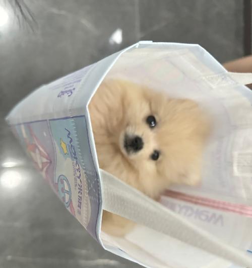 狗狗的惯状病（探索狗狗常见的惯状病，了解如何预防和治疗）