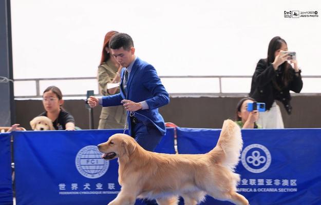 以cku注册犬都能参加什么比赛？（探索犬只比赛的世界，发掘CKU注册犬的才能与潜力）