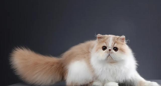 以波思猫的饮食习惯为主题的文章（了解以波思猫的食物喜好，保证其健康成长）