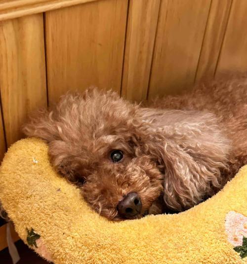 泰迪犬厌食引发疾病的原因及治疗方法（泰迪厌食的临床表现和预防措施）