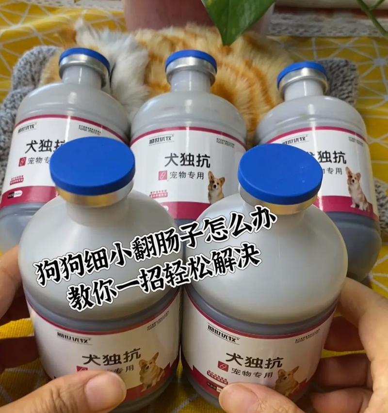 狗狗细小症状及应对措施（了解细小的迹象与预防关键）