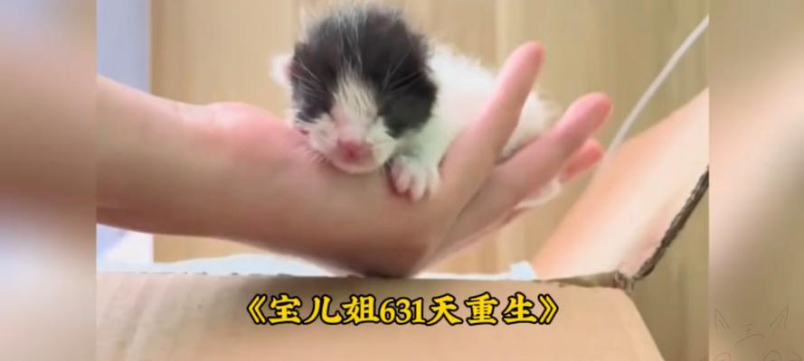 捡来的猫吃什么？（照顾流浪猫的饮食需求）