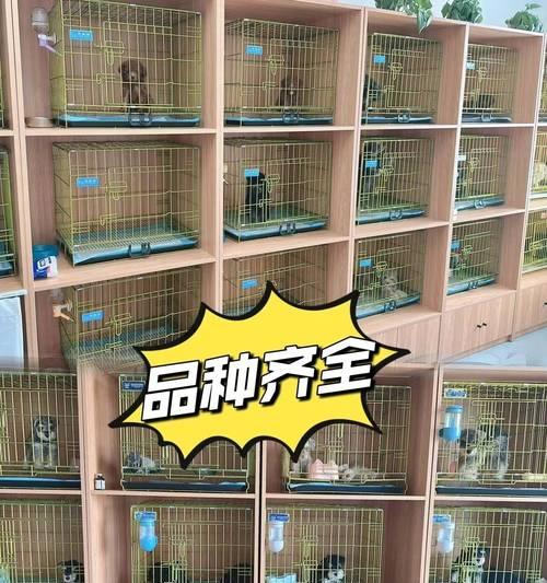 以看犬用什么网站？（找到最适合你的犬类看护网站）