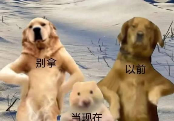 金毛犬的训练秘籍（掌握这些技巧，让你的金毛变成听话的宠物）