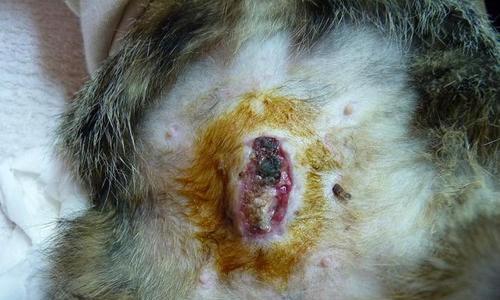 猫伤口发炎禁食清单（猫伤口发炎禁忌食品及注意事项）