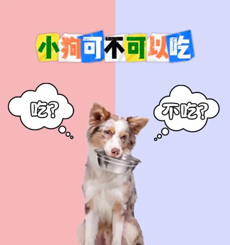 狗狗的健康饮食（为宠物犬定制营养均衡的饮食计划）