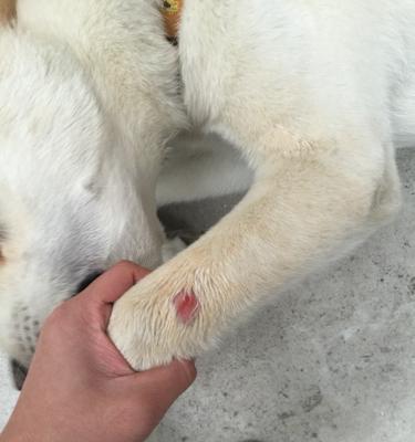 狗身上长烂疮应该使用什么药物进行治疗？（探索有效的药物治疗方法，提供宠物狗健康的建议）