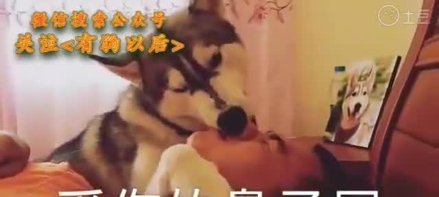 探究哈士奇鼻子褪色的原因（为什么哈士奇的鼻子会变色？解析褪色现象及影响）