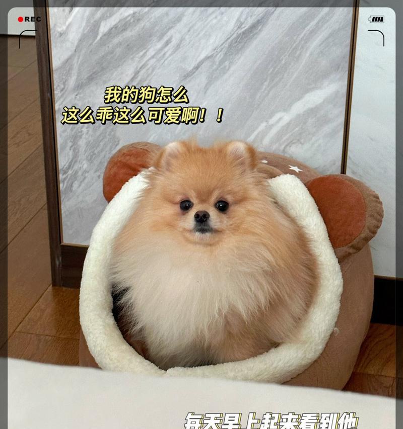 狗为何如此黏人？（探寻狗狗对人类的黏人行为背后的原因）