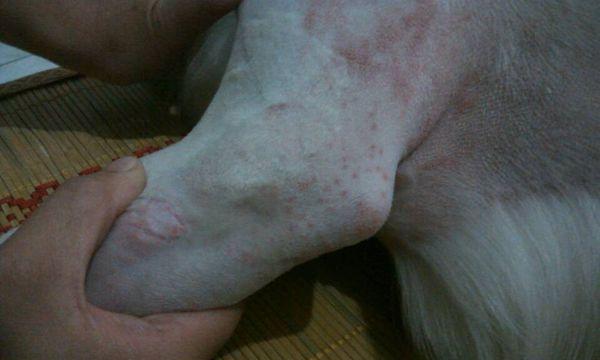 狗狗身上的红点是什么皮肤病？（了解狗狗身上红点的原因和处理方法）