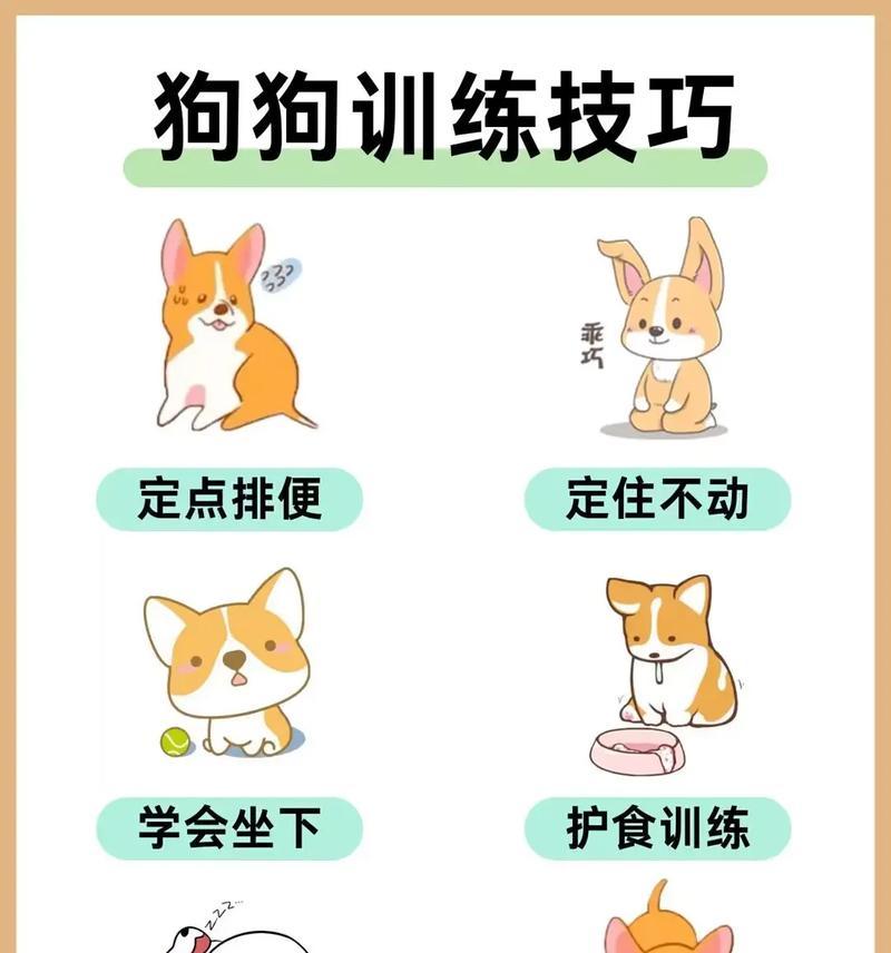 如何训练小狗成为优秀的伴侣？（从什么时候开始训练小狗，关键是耐心和一步步引导）