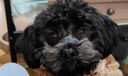 狗狗哼唧的含义揭秘（探索狗狗哼唧语言的奥秘）