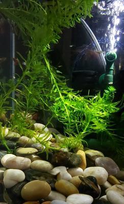 水妖精的神奇力量（探秘水妖精的保护环境作用）
