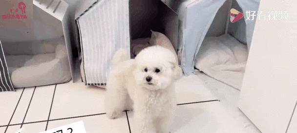 揭秘狗狗爱放屁的原因（探索狗狗放屁背后的奥秘）