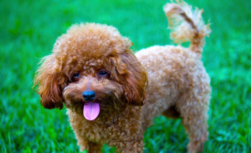 泰迪犬价格一般在多少？（揭秘泰迪犬市场价格及其影响因素）